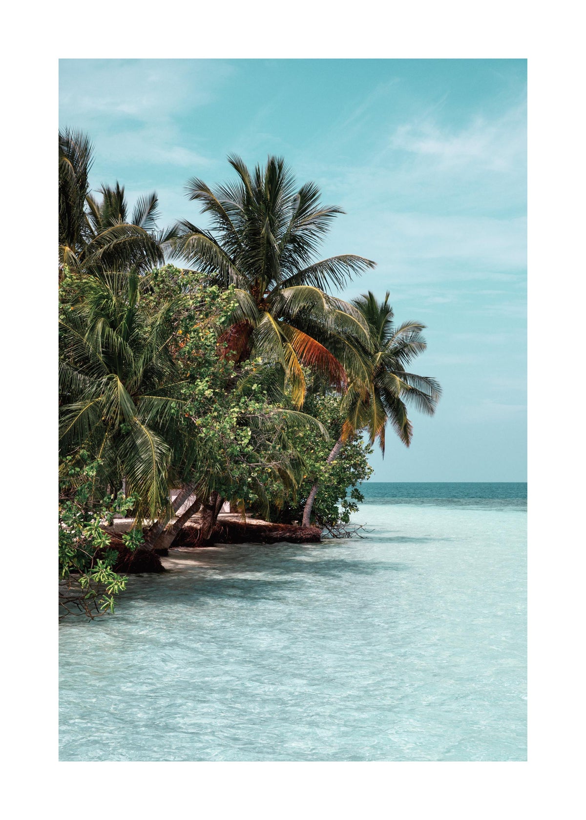 The Tropics Print