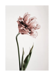 Pink Tulipe No1 Print