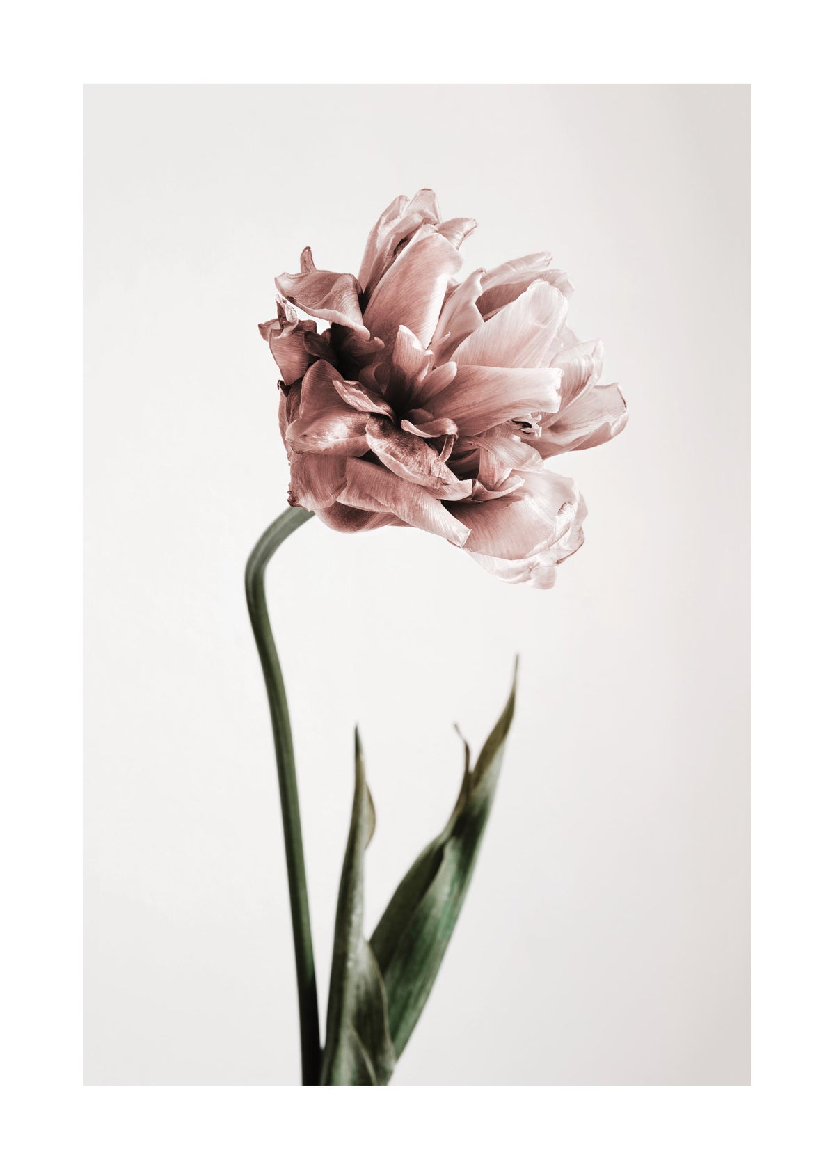 Pink Tulipe No1 Print