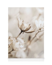 Dried Flower Close Up Canvas print