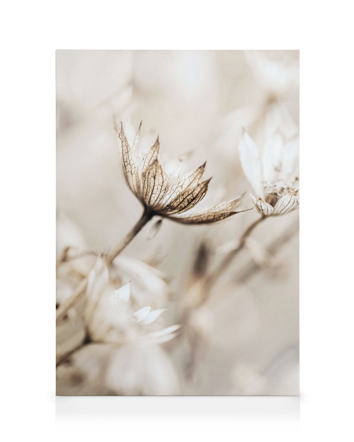 Dried Flower Close Up Canvas print