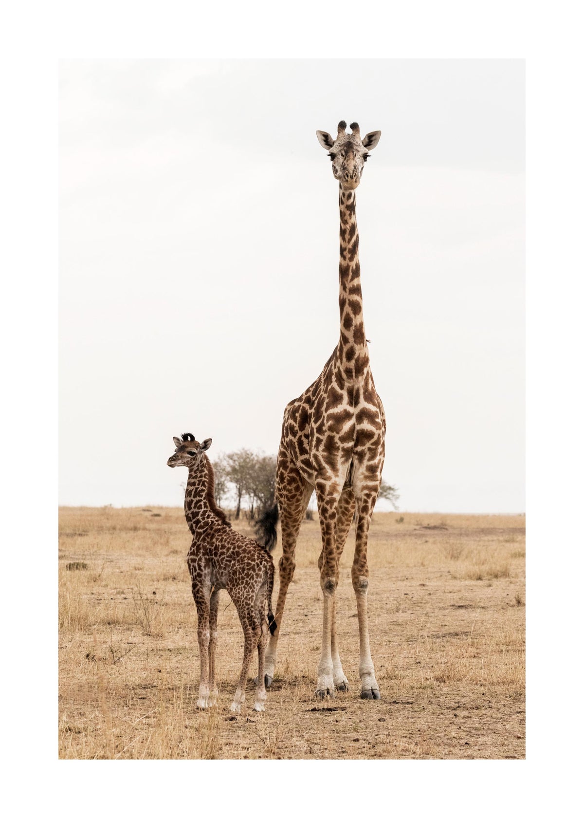 Mother and Baby Giraffe Print