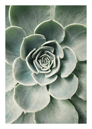 Cactus Flower Print