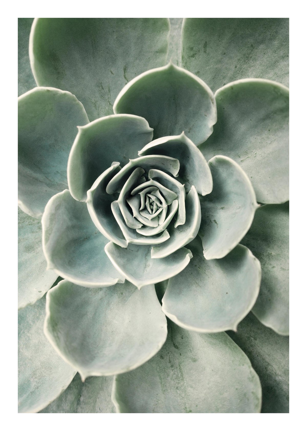 Cactus Flower Print