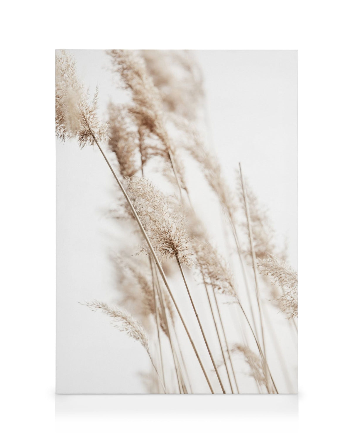 Sunny Reeds No2 Canvas print