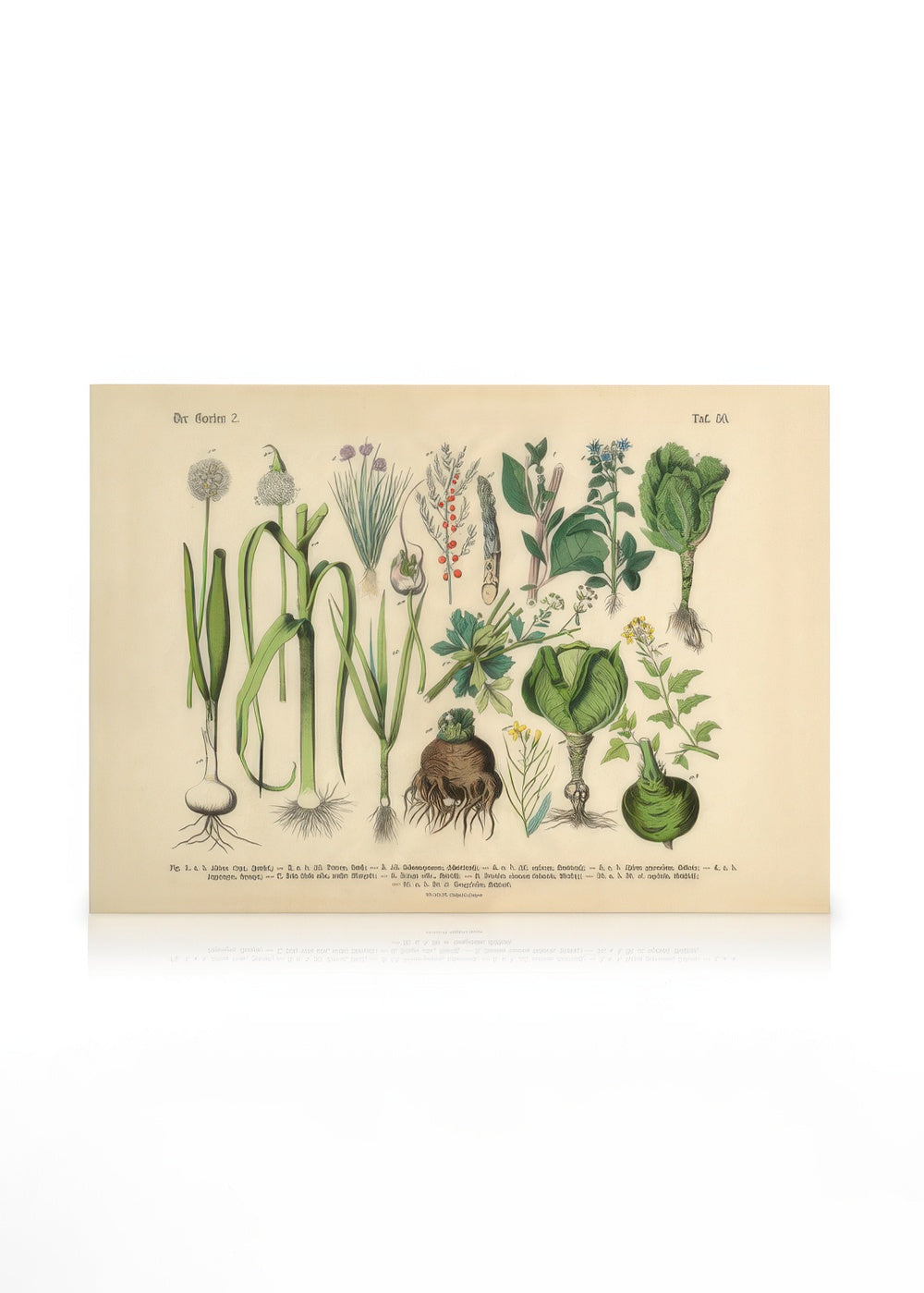 Victorian Garden No2 Canvas print