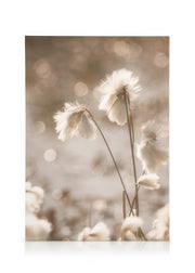 Cotton Grass Canvas print