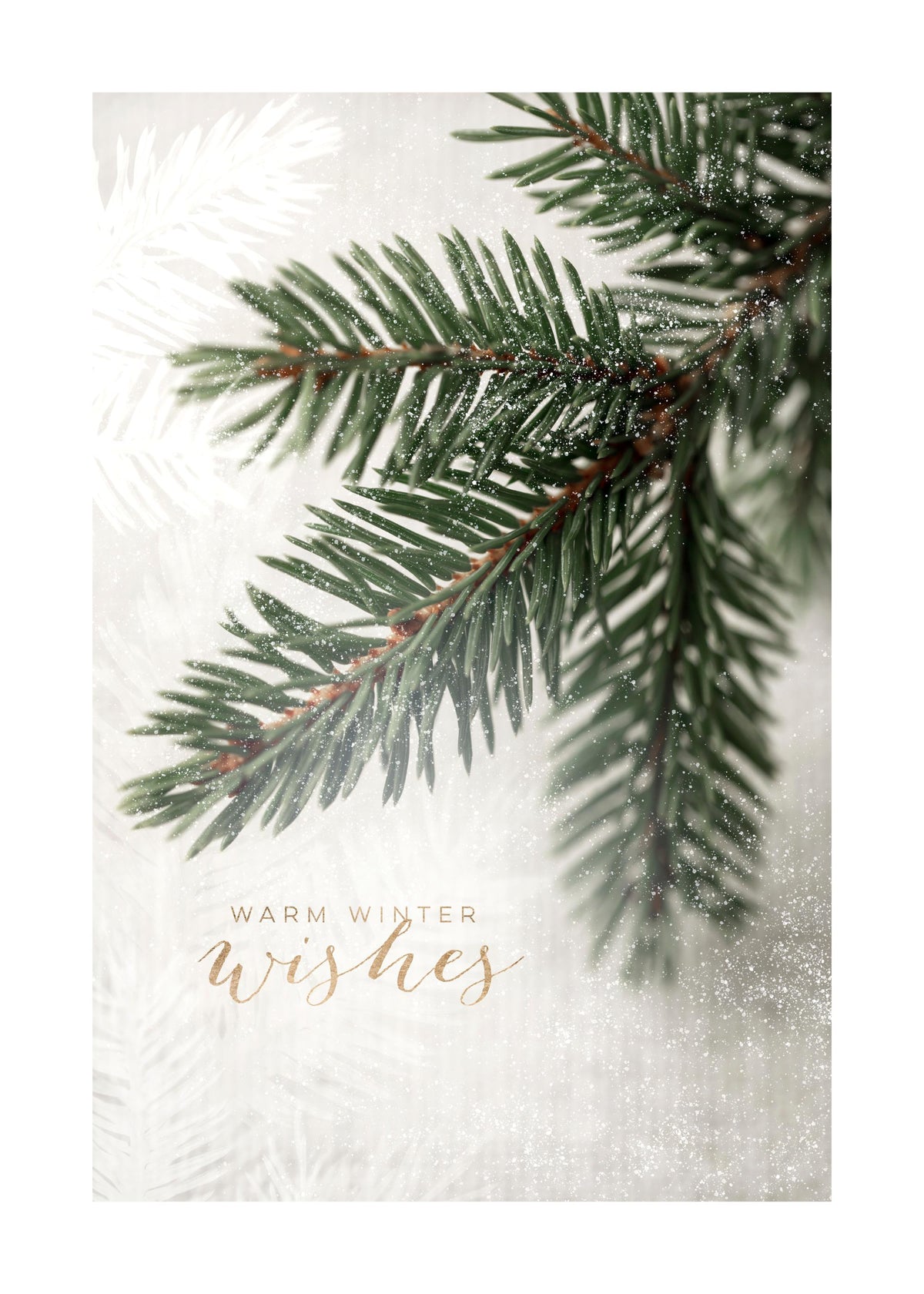 Spruce Branch Print