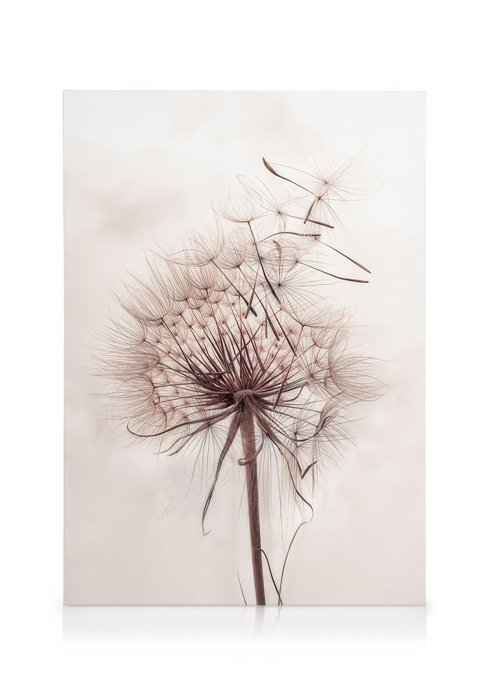 Delicate Dandelion Canvas print