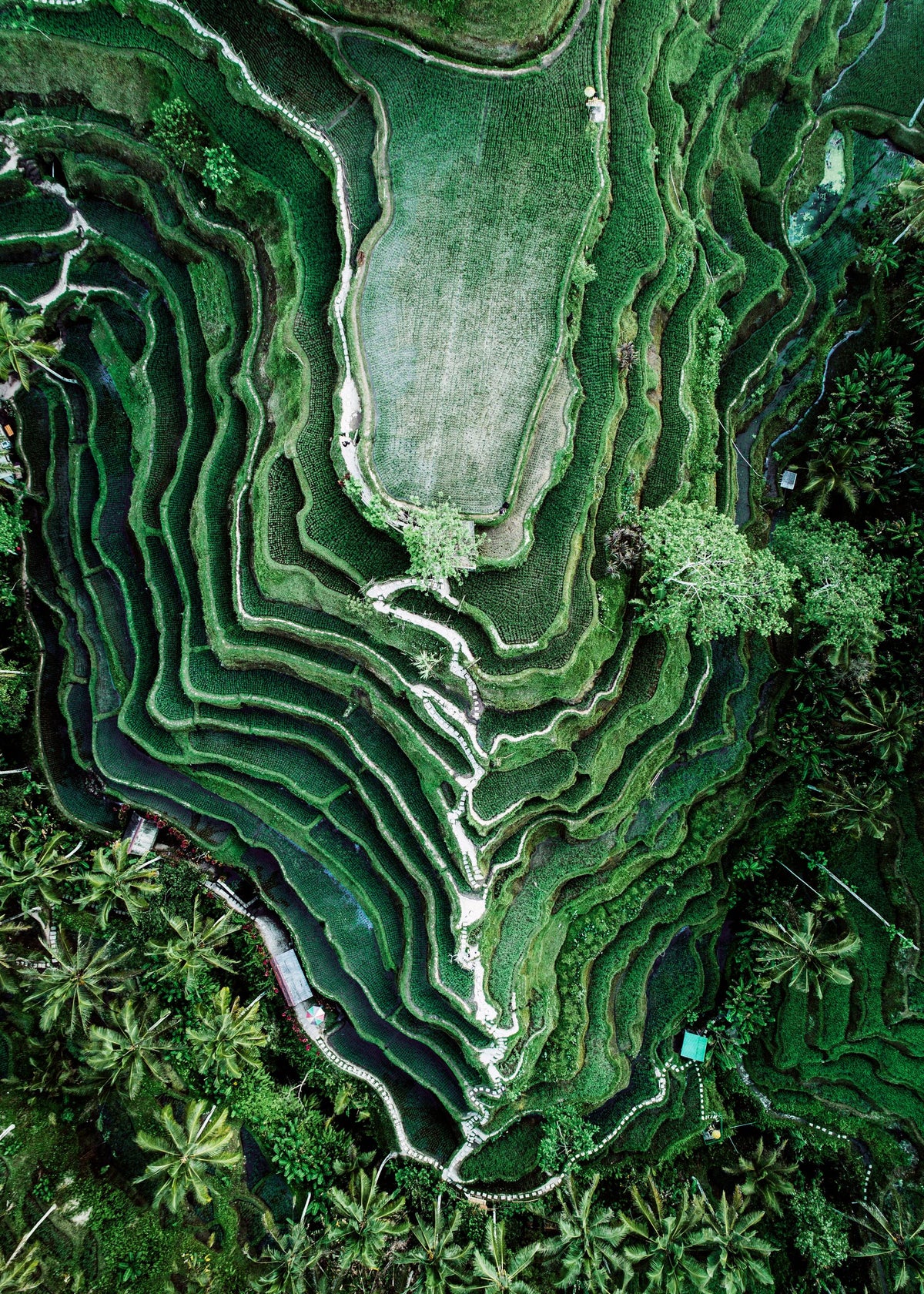 Rice Terraces Print