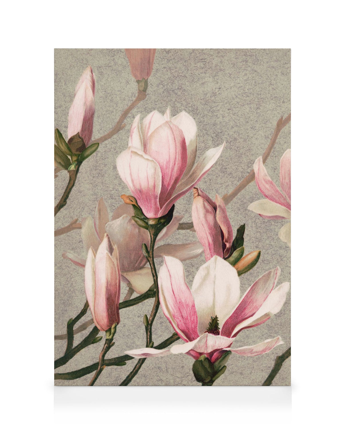 L. Prang & Co. - Magnolia Canvas print
