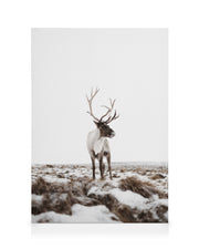 Reindeer Canvas print