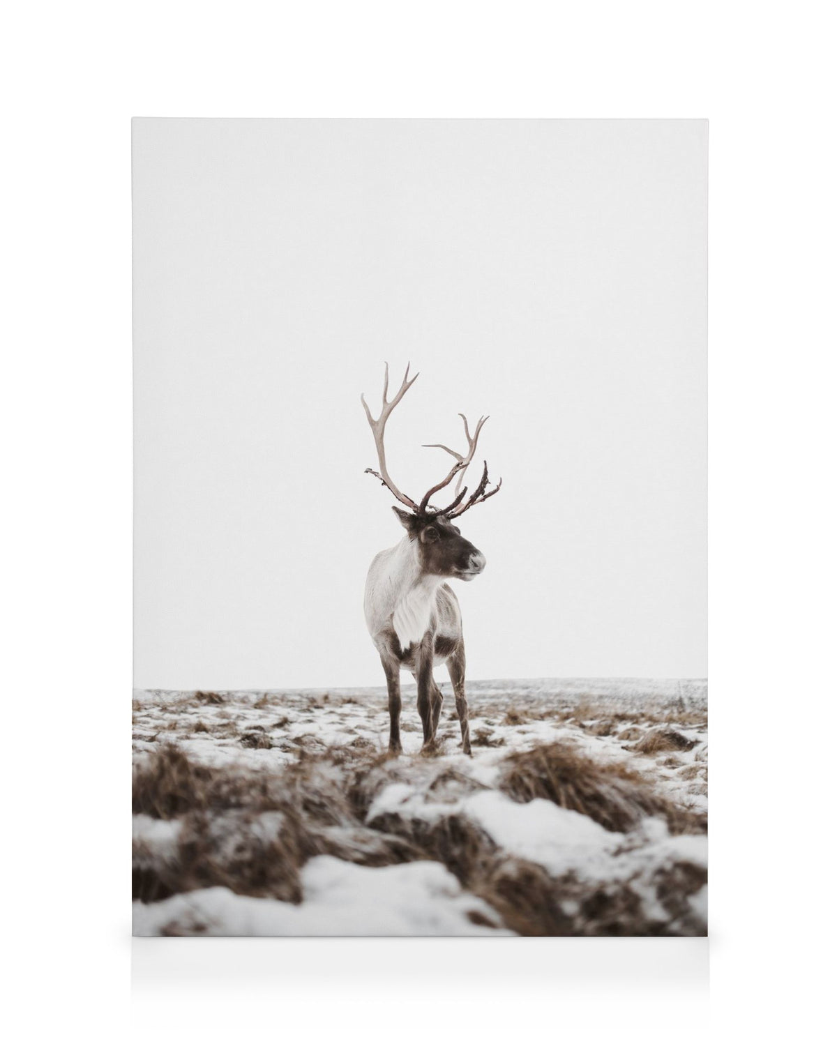 Reindeer Canvas print