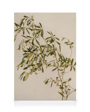 Mediterranean Olive Branch Canvas print
