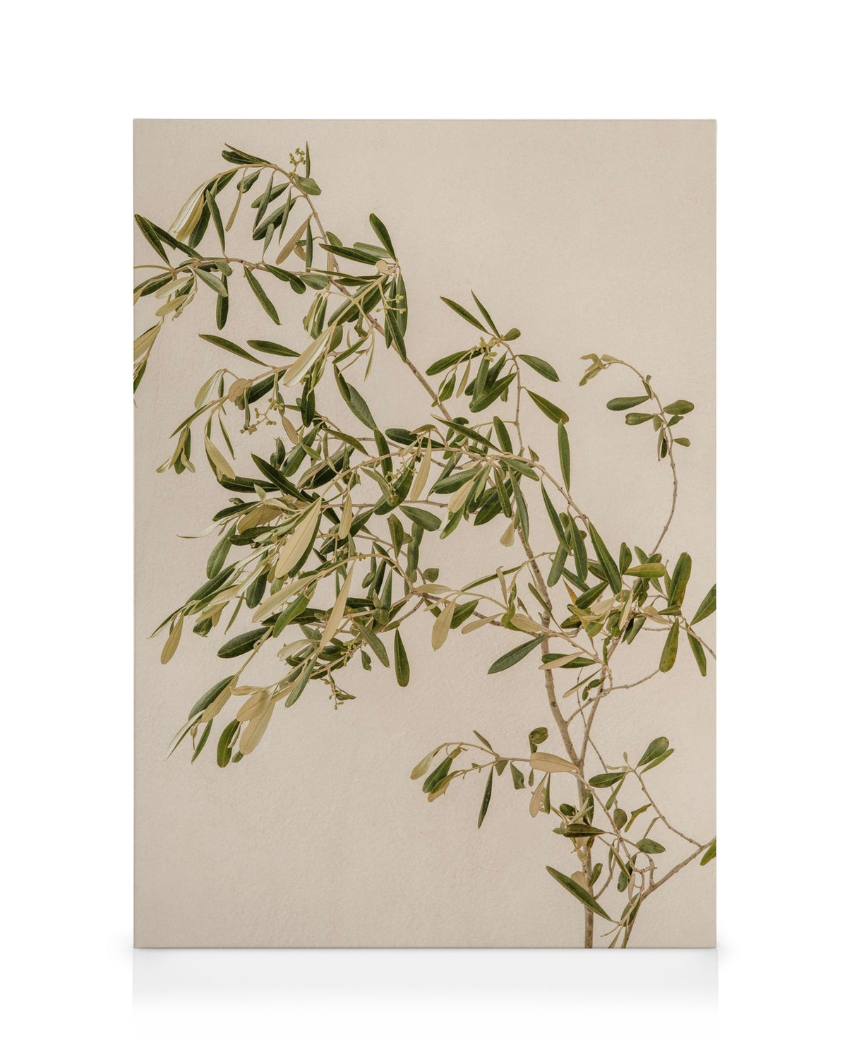 Mediterranean Olive Branch Canvas print