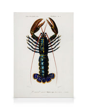 Vintage Lobster Canvas print