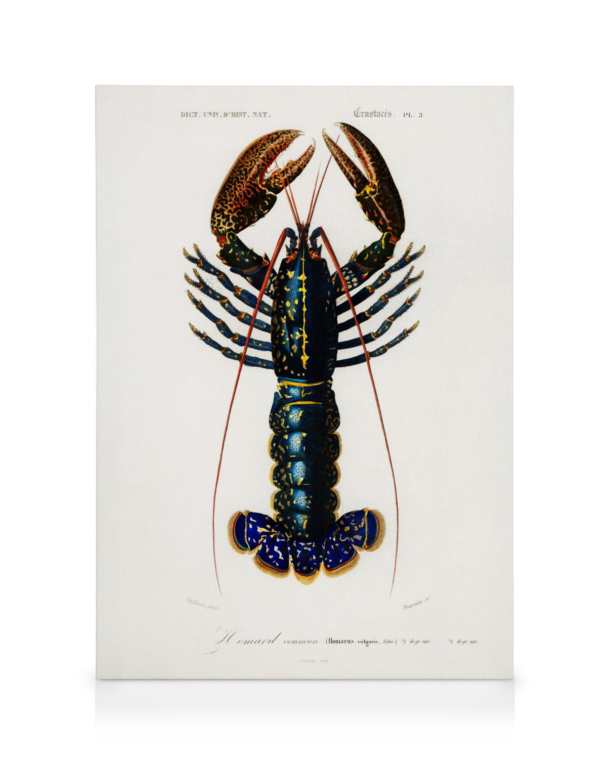 Vintage Lobster Canvas print