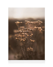 Brown Botanical No1 Canvas print