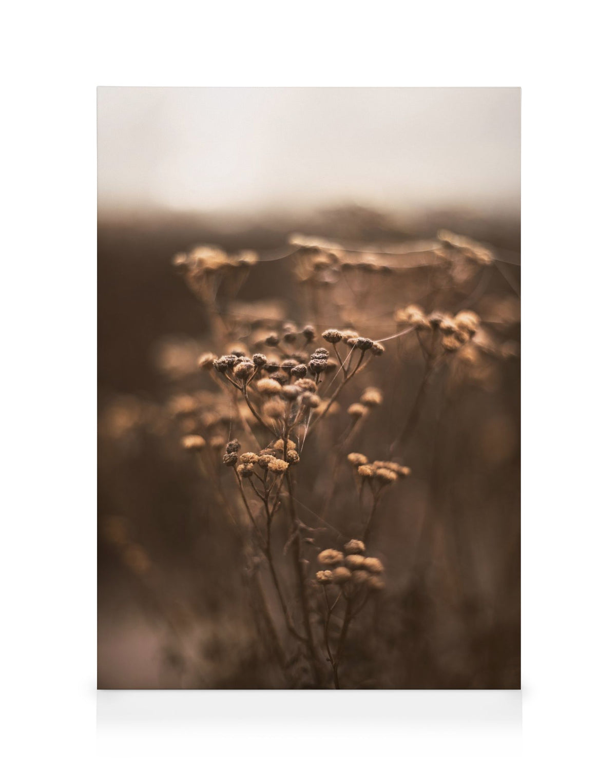 Brown Botanical No1 Canvas print