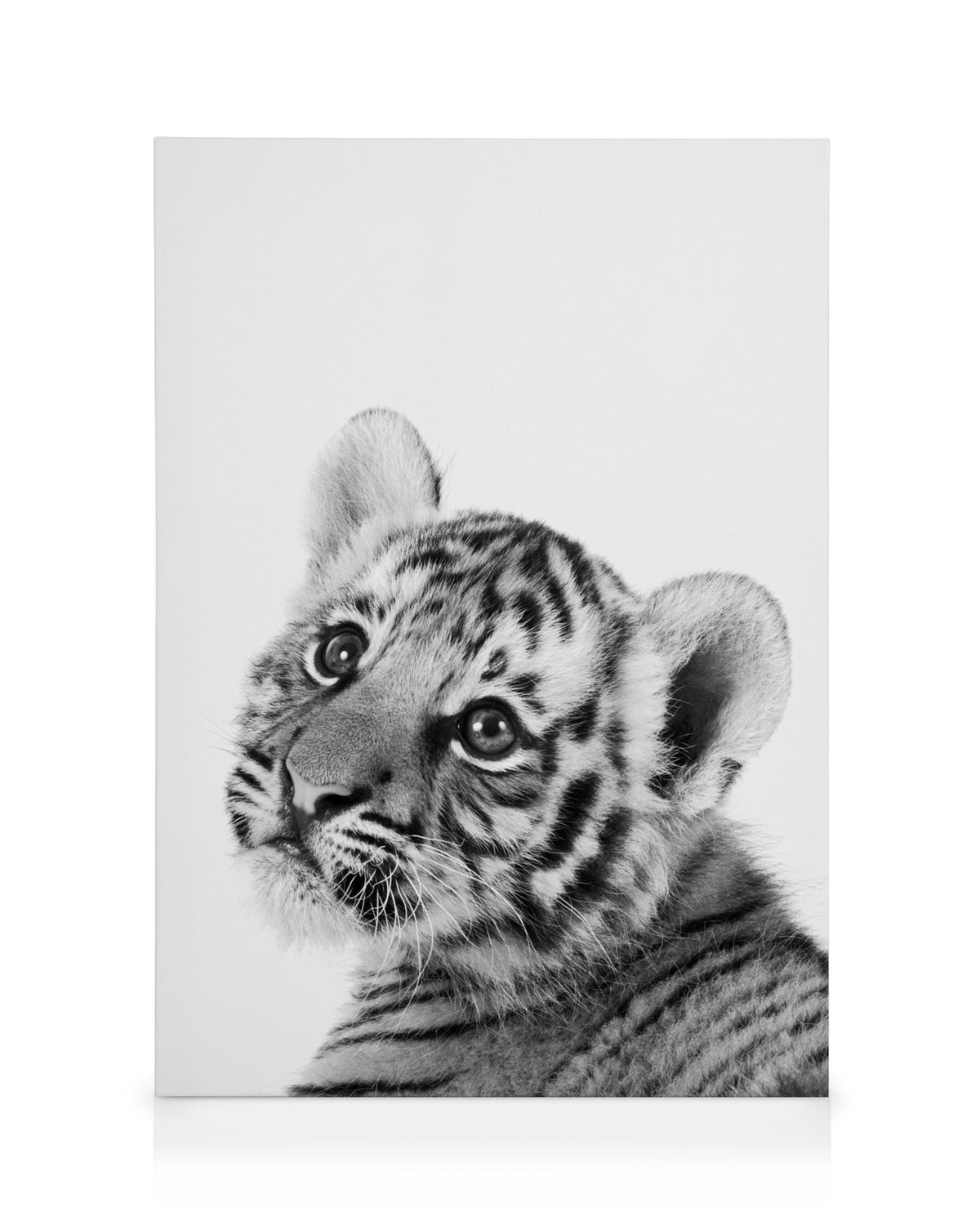 Baby Tiger Canvas print