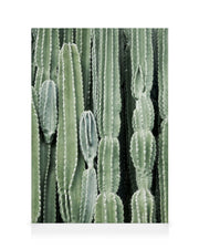 Cactus, Canvas print