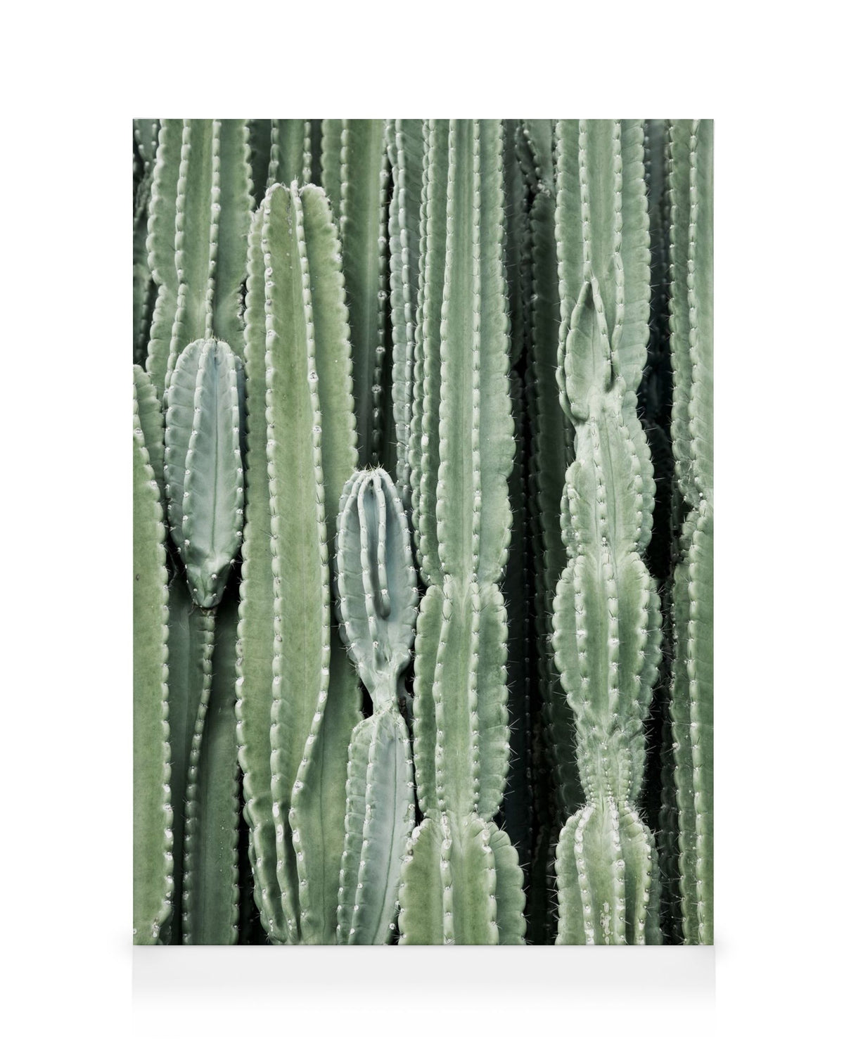 Cactus, Canvas print