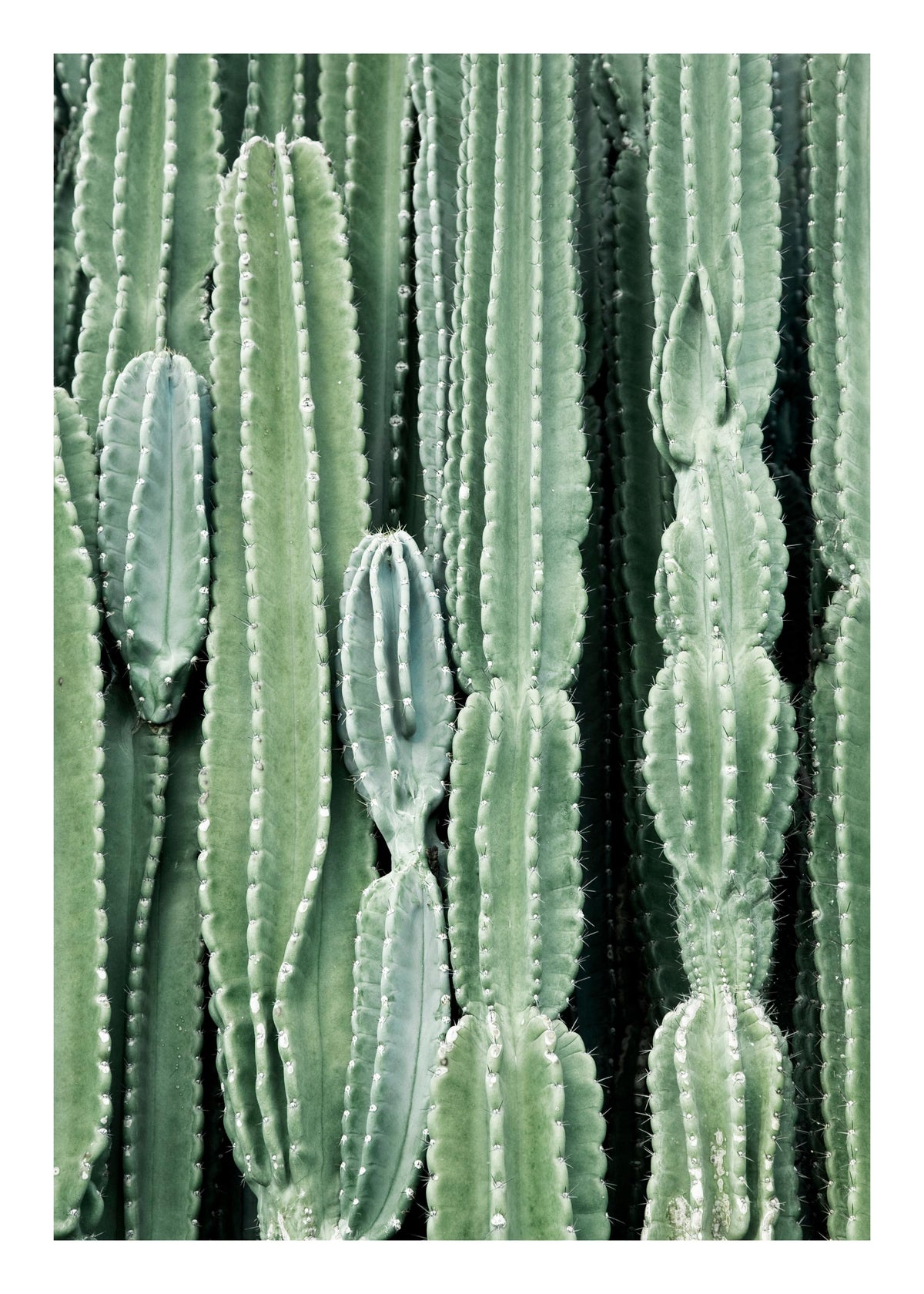 Cactus, Prints