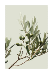 Sunny Olive Branch Print