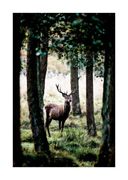 Stag In Forest Print