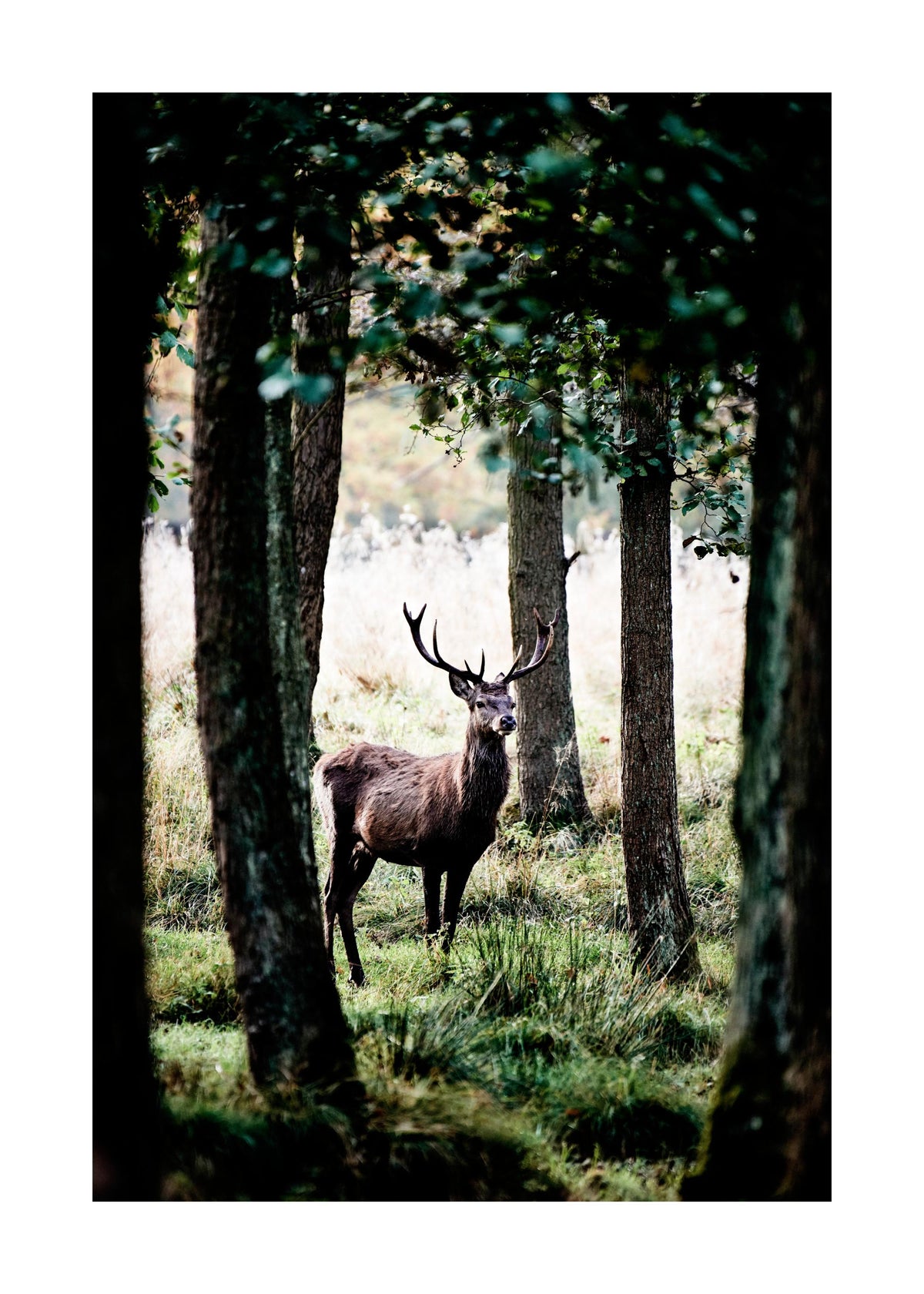 Stag In Forest Print