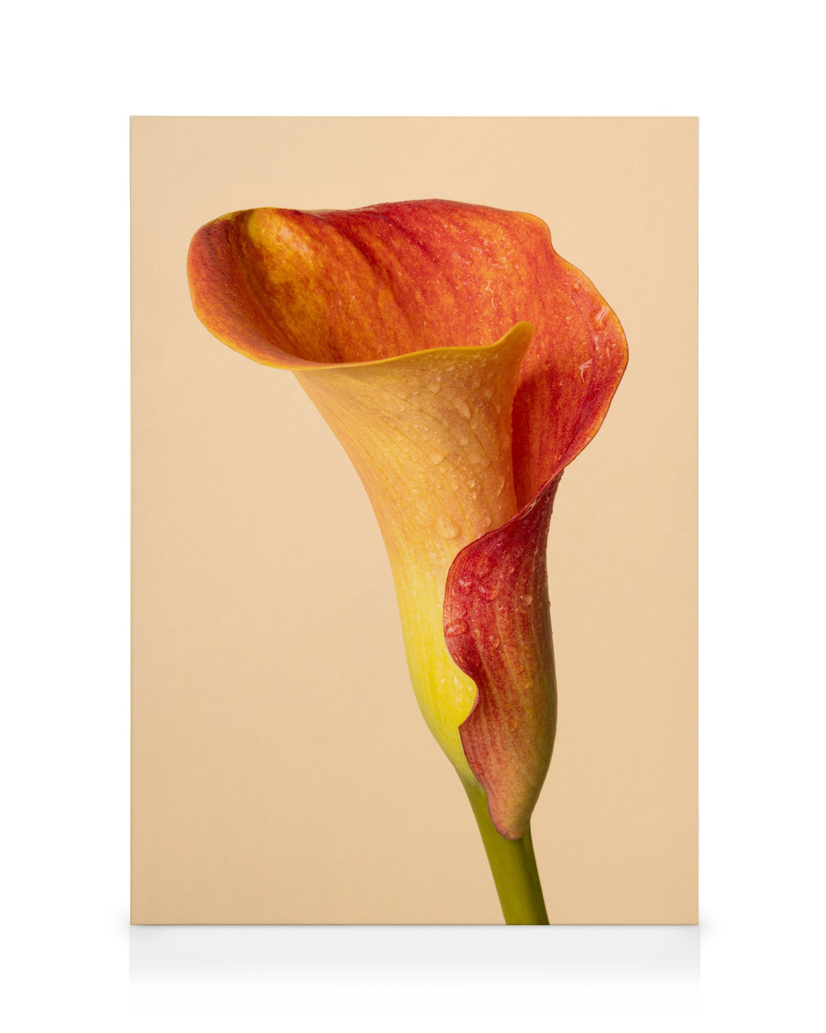 Color Calla Toile
