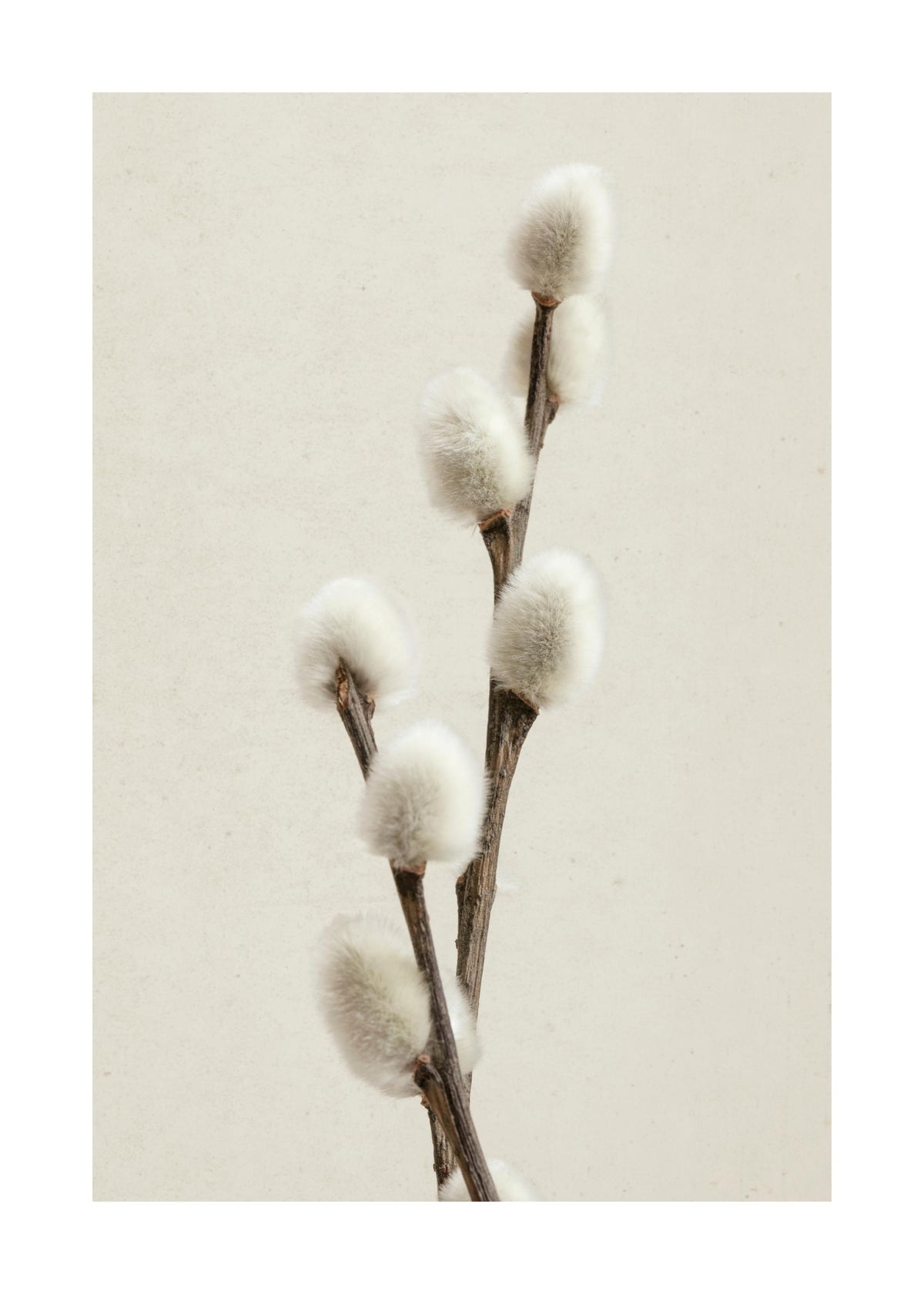 Willow Twig Print