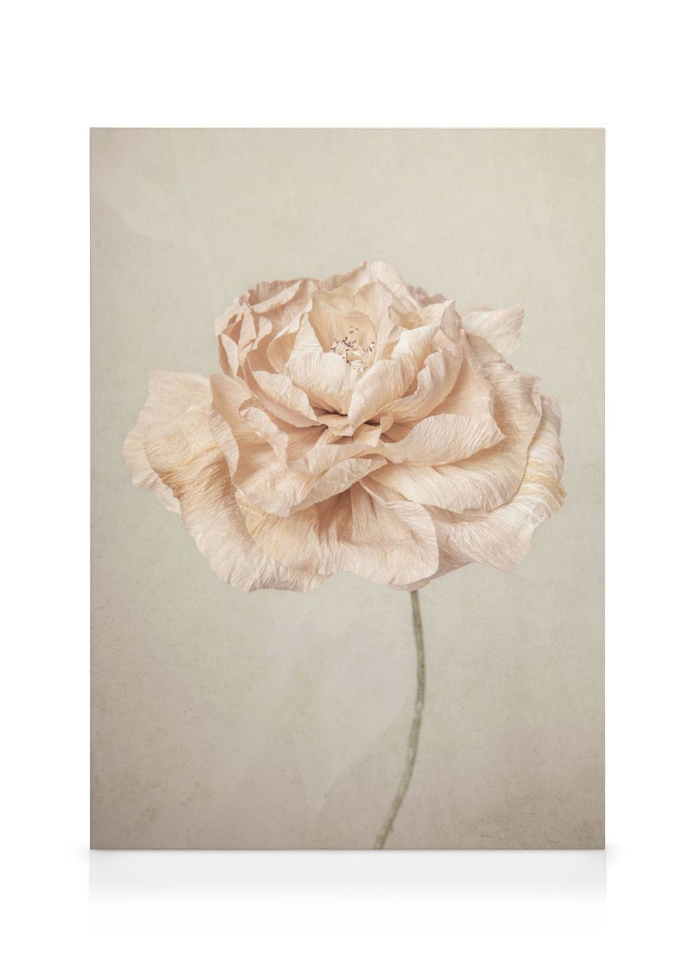 Soft Blossom Canvas print