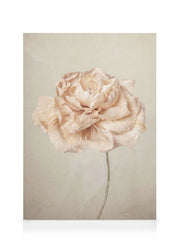 Soft Blossom Canvas print