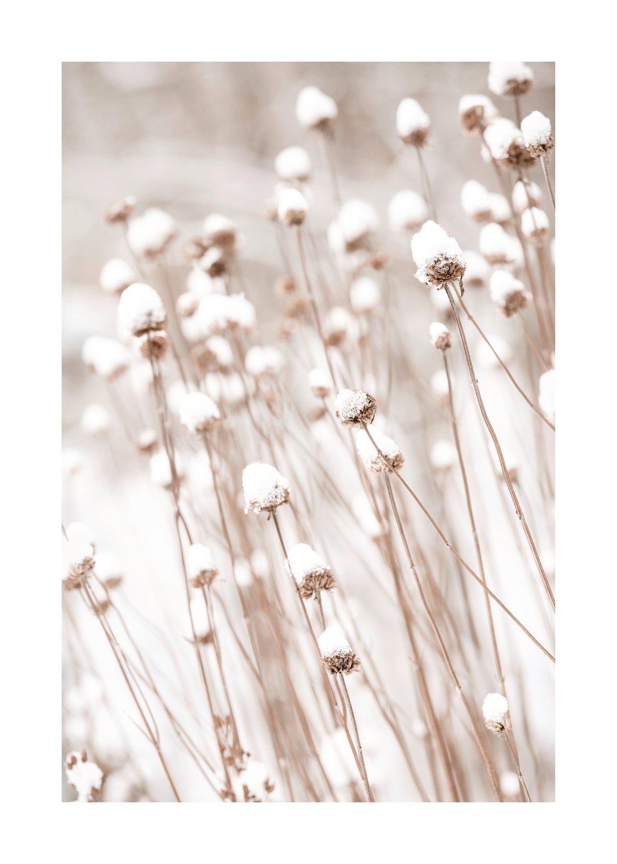 Snow Covered Flowers Print