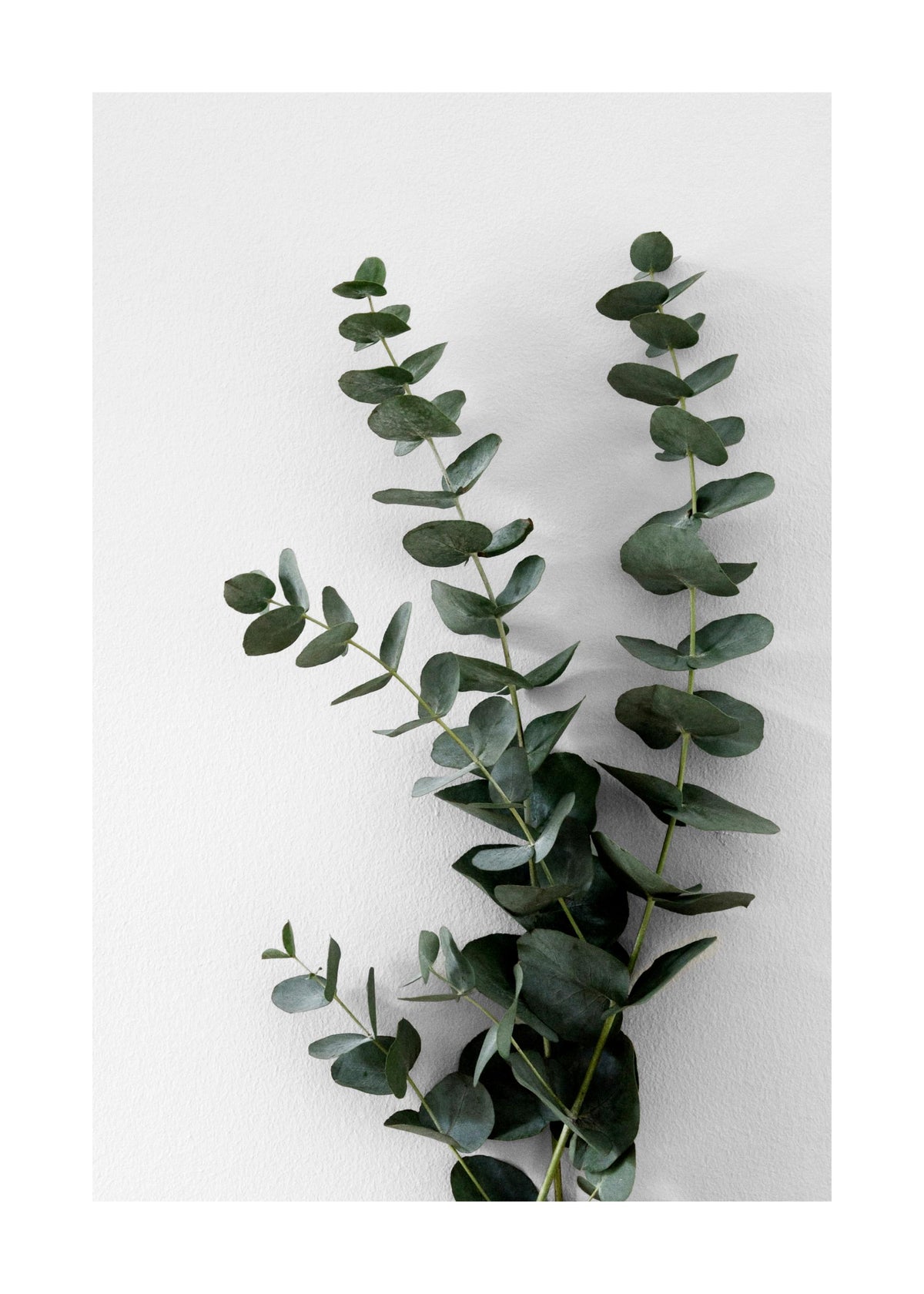 Eucalyptus Branch Two Print