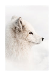 Arctic Fox Print
