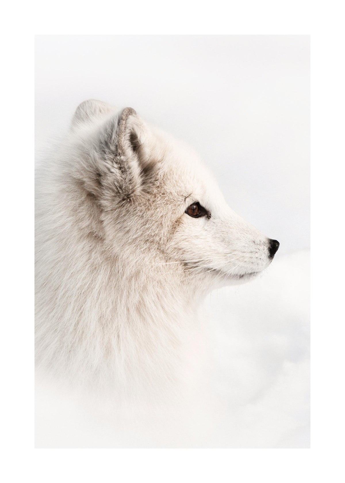 Arctic Fox Print