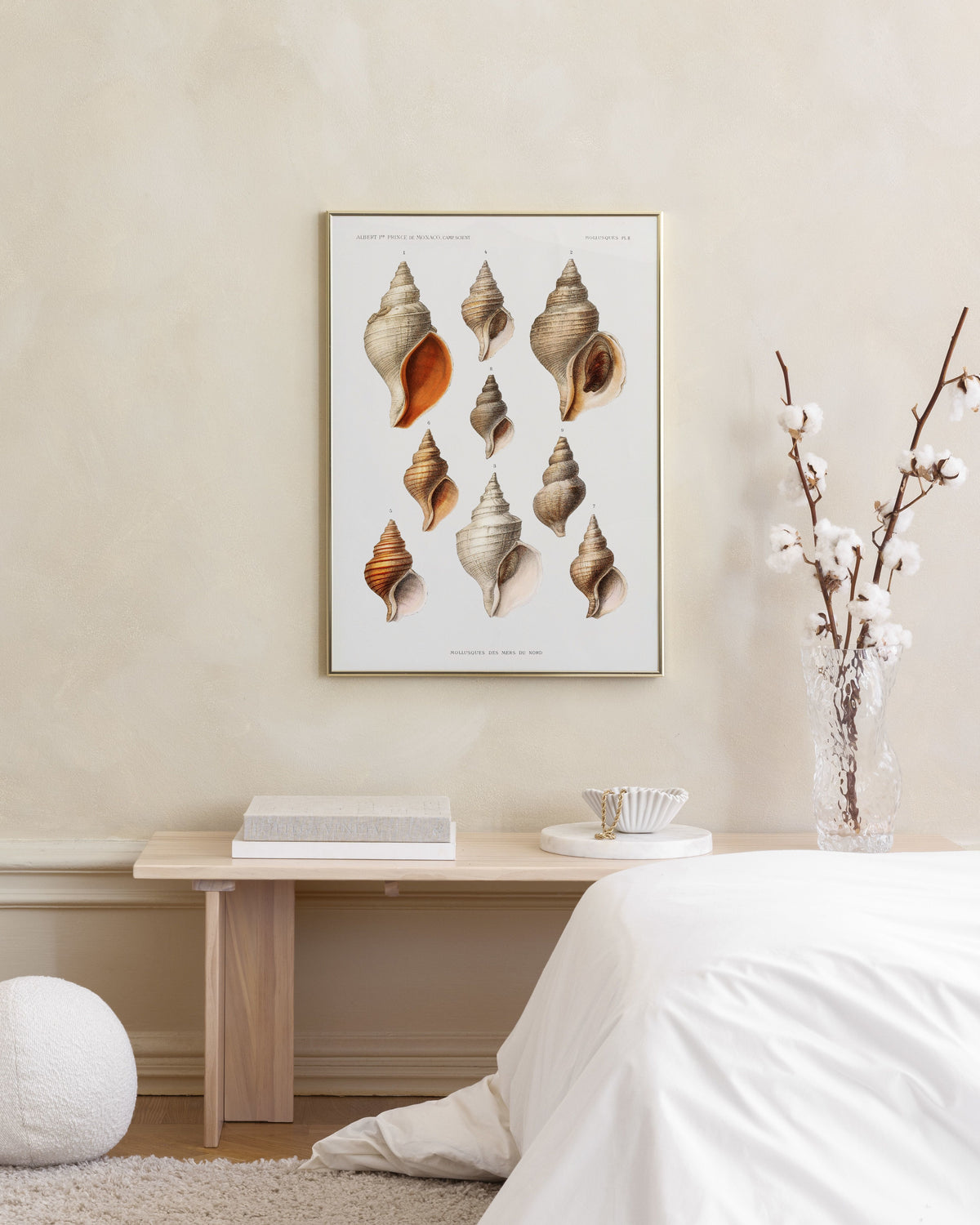 Vintage Seashells Print