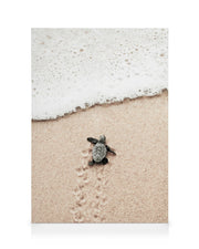 Baby Turtle Canvas print