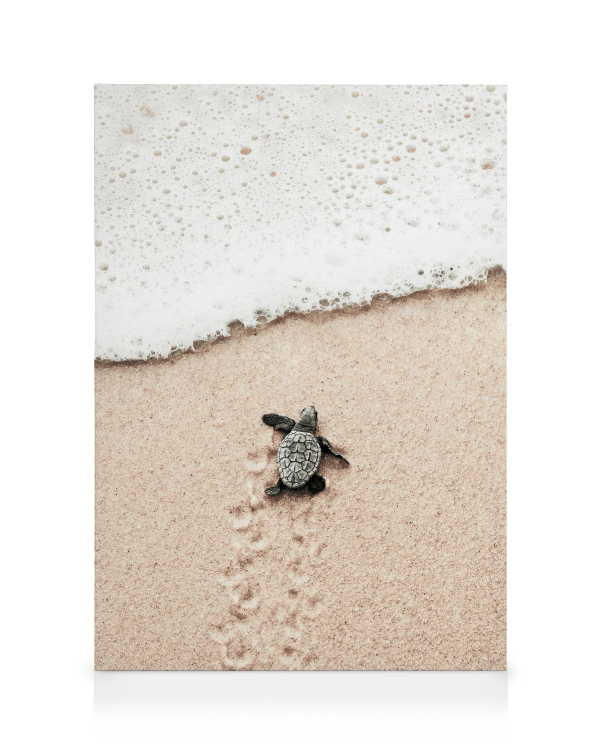 Baby Turtle Canvas print