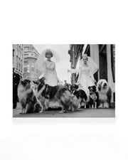 Soho Sheep Dogs Canvas print