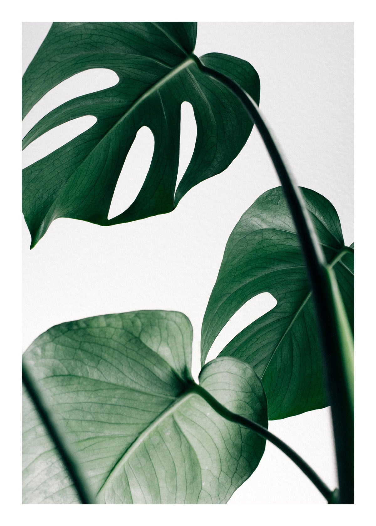 Monstera Three Print