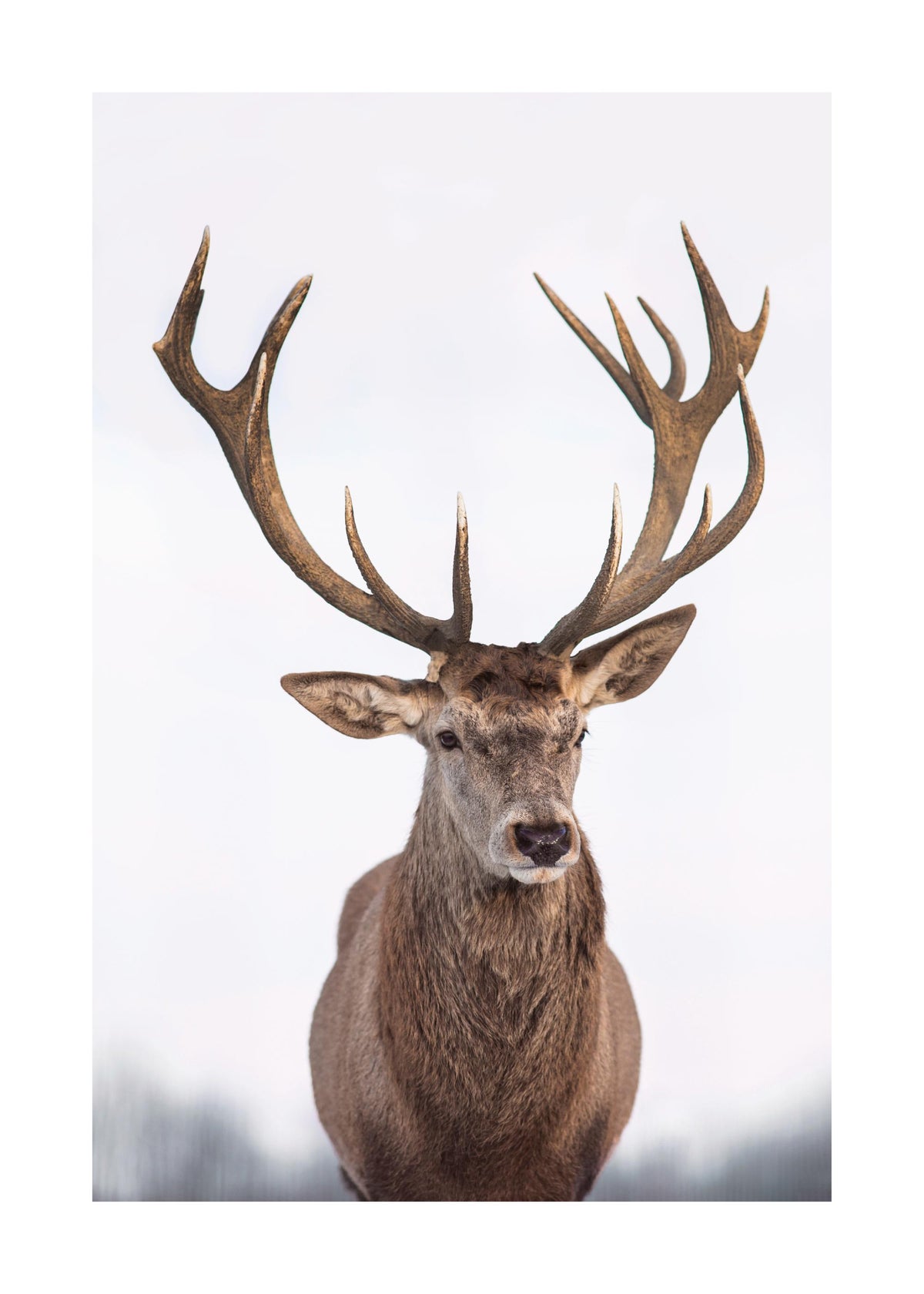 Majestic Deer Print