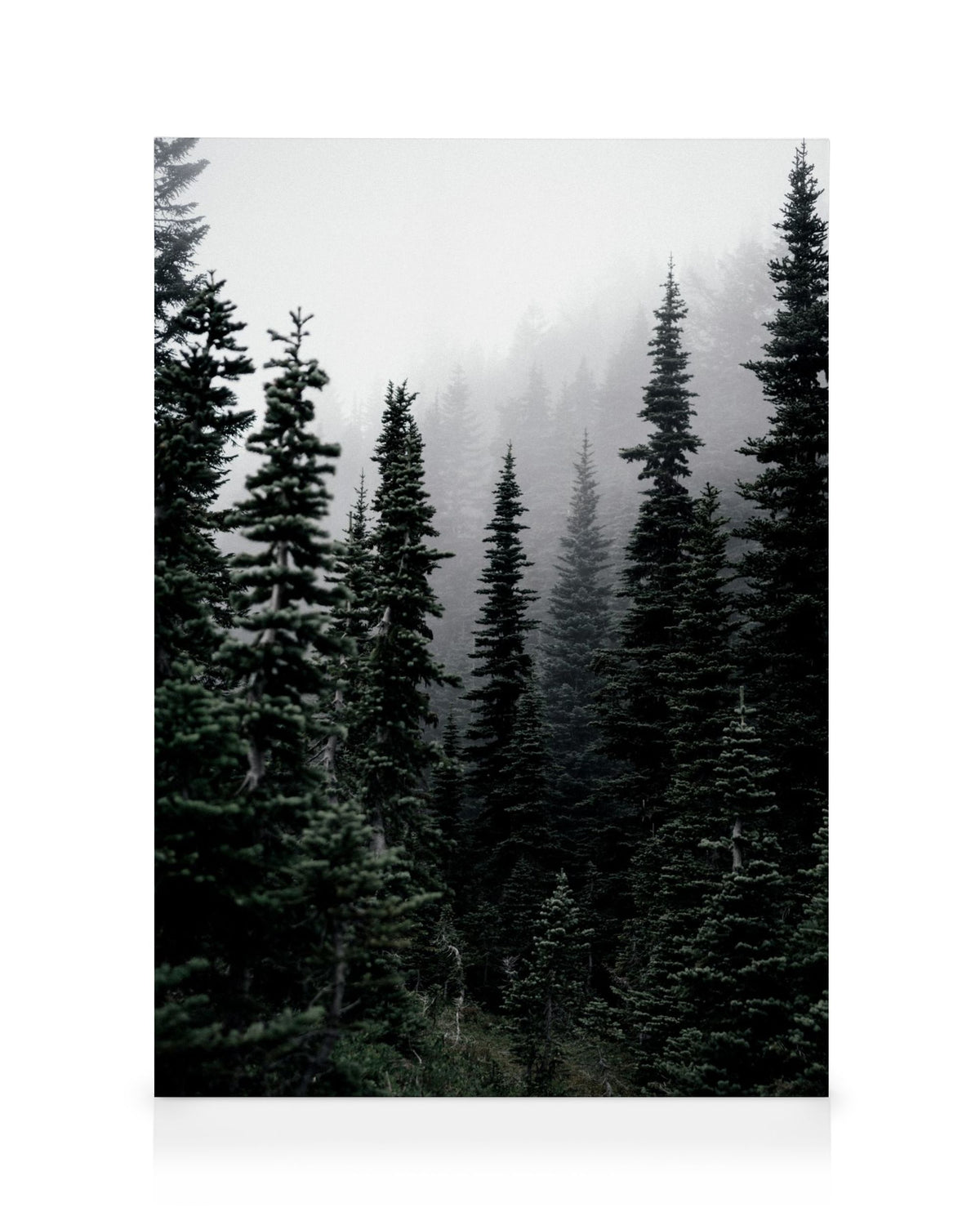 Foggy Woods Canvas print