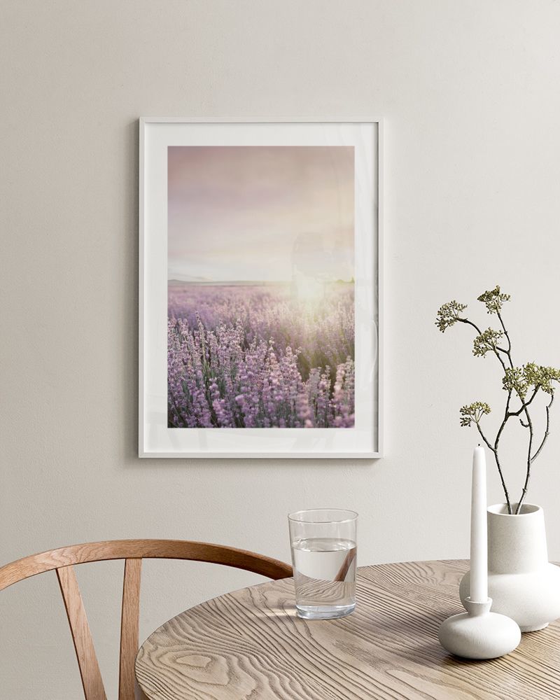 Lavender Field Print
