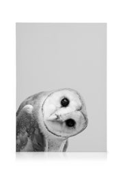 Owl Peekaboo Canvas print
