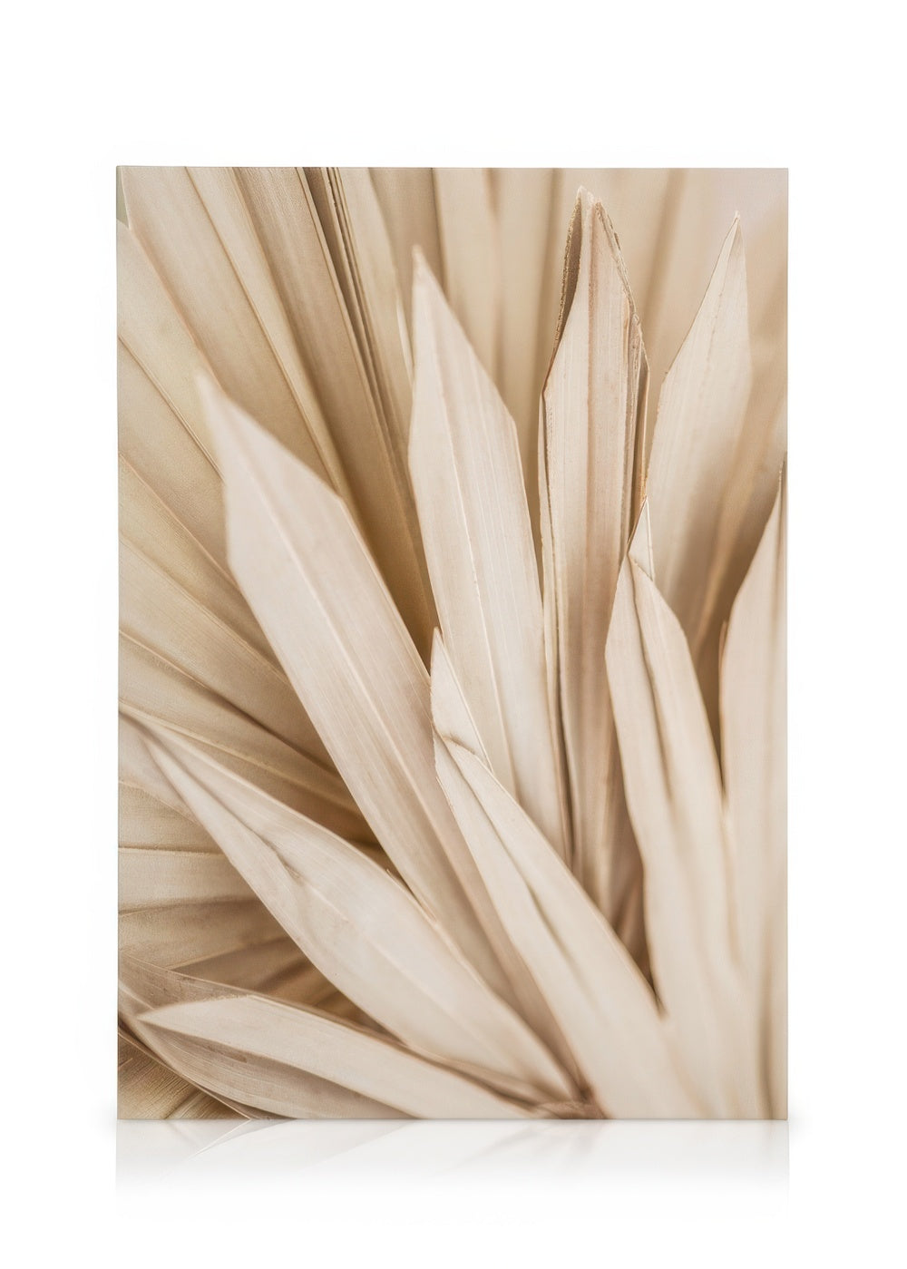 Dried Palm Leaves Canvas print
