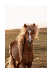 Golden Horse Print
