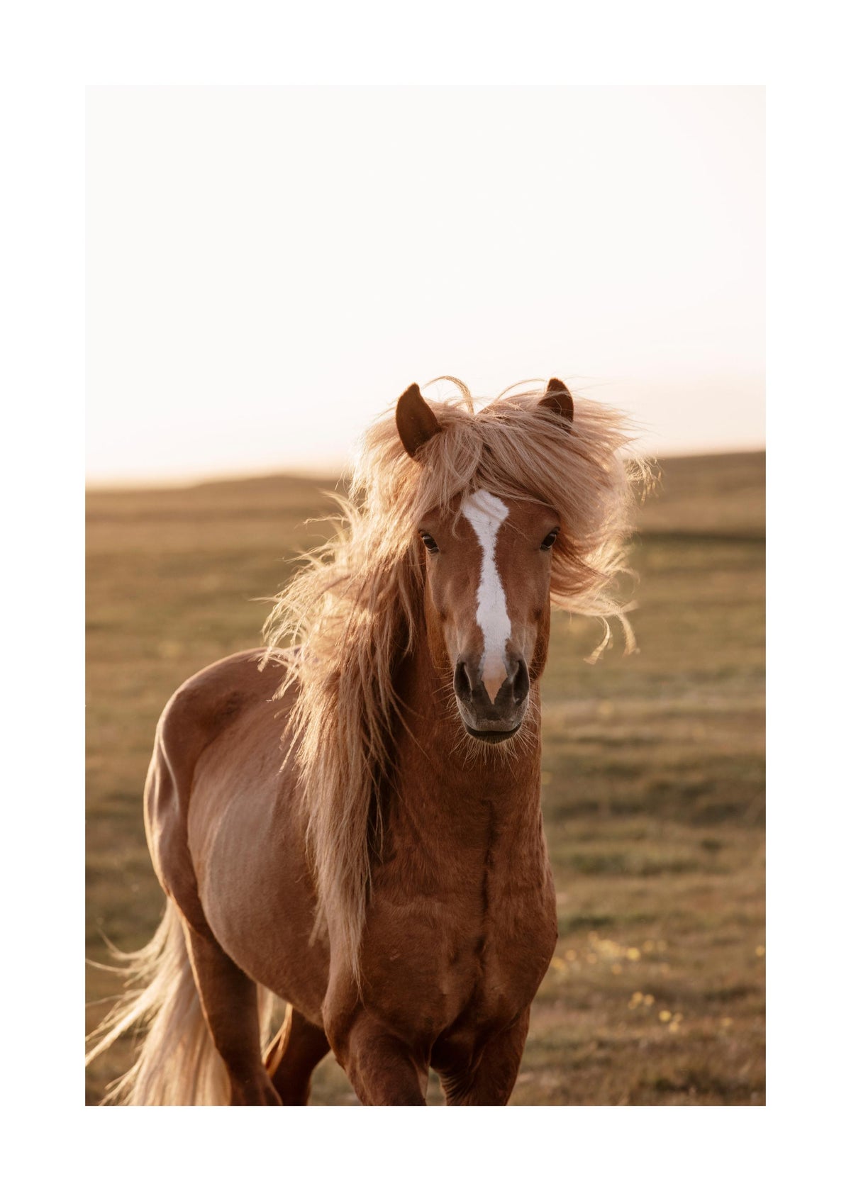 Golden Horse Print